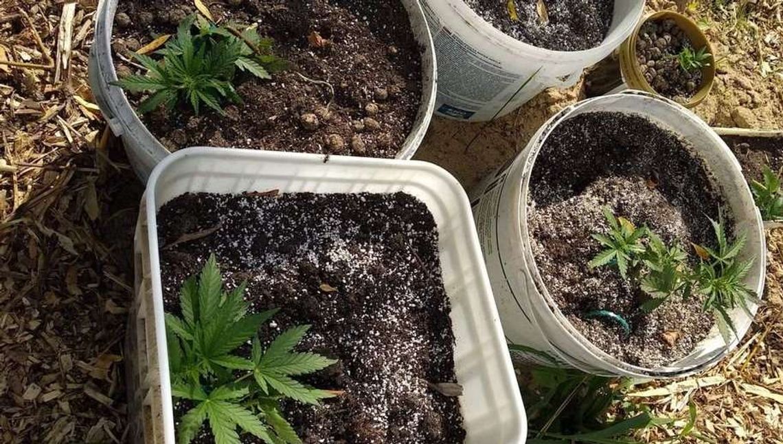 Wpadł, bo postanowił podlać nielegalne rośliny. W domu miał dopalacze