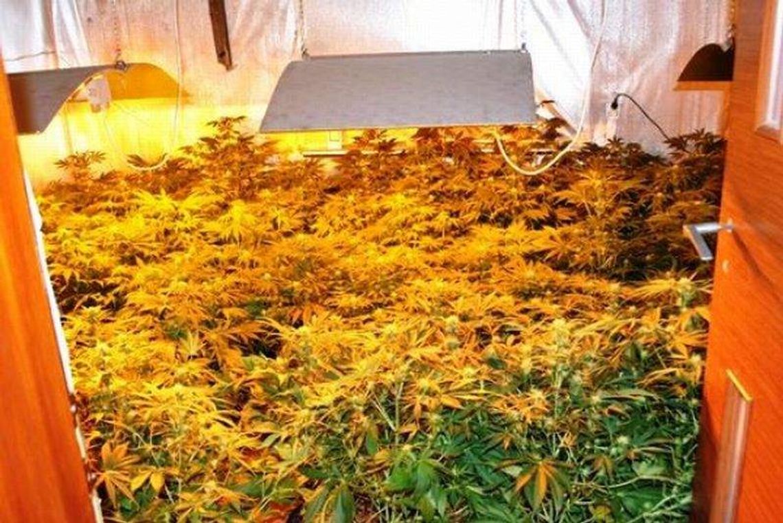 Wpadł na nielegalnej plantacji: 100 krzaków konopi indyjskich (wideo)