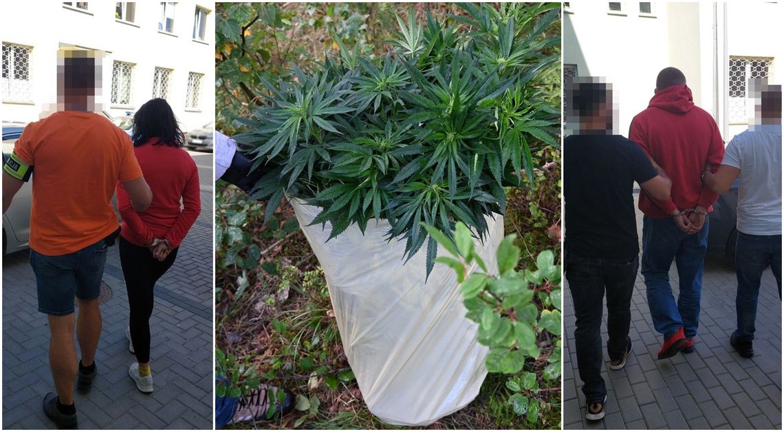 Wpadli na gorącym uczynku w lesie. Para pielęgnowała plantację konopi Wpadli na gorącym uczynku w lesie. Para pielęgnowała plantację konopi