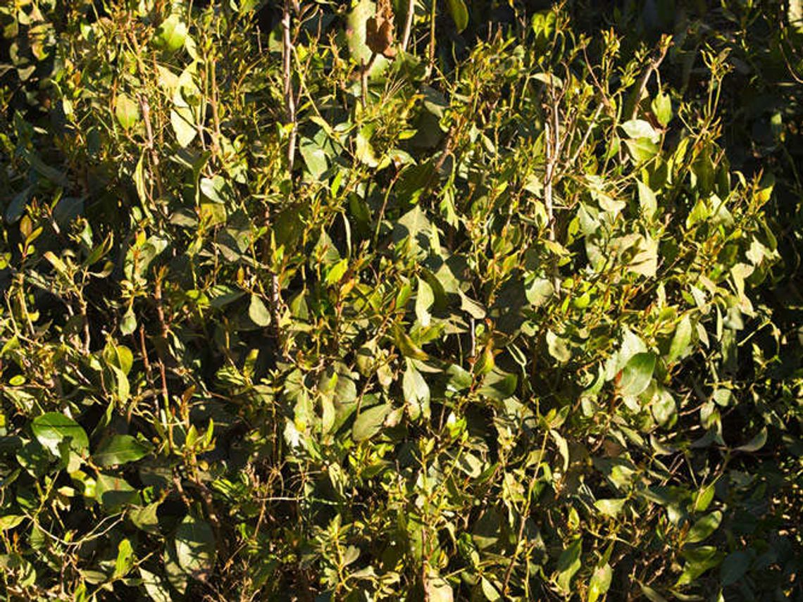 Wpadli z 'afrykańską amfetaminą' KHAT