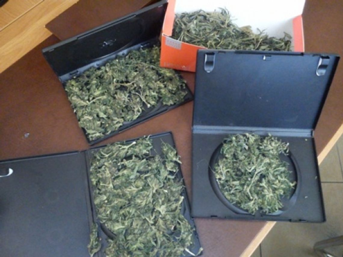 Wpadli z marihuaną i amfetaminą. 5 osób zatrzymanych