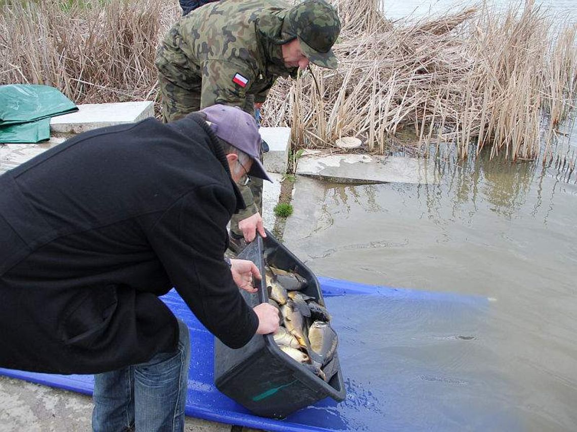 Wpuszczają ryby do zalewu w Kraśniku