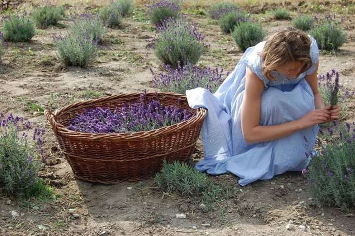 Wróciła z Warszawy i założyła plantację lawendy. "Marzenie się spełniło"