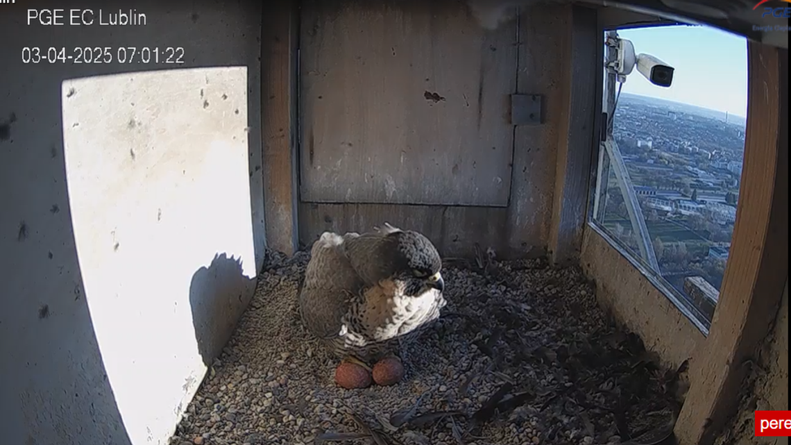 Wrotka dumnie pozuje już z dwoma jajkami