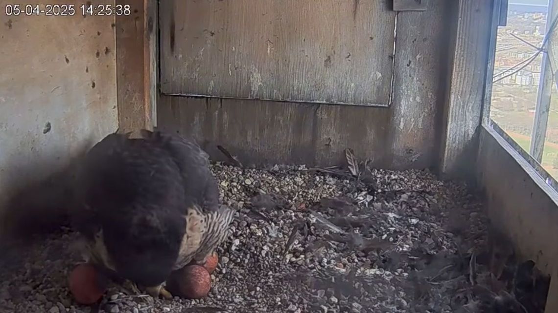 Wrotka i Czajnik mają trzecie jajo. Kiedy będą pisklęta?