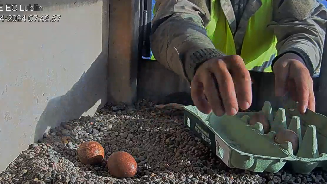 Wrotka nie wróciła, jaja zabrali. Ale to nie oznacza końca historii sokołów