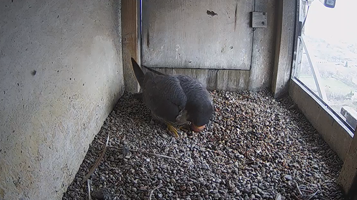 Wrotka poczuła wiosnę. W gnieździe są już dwa jaja?