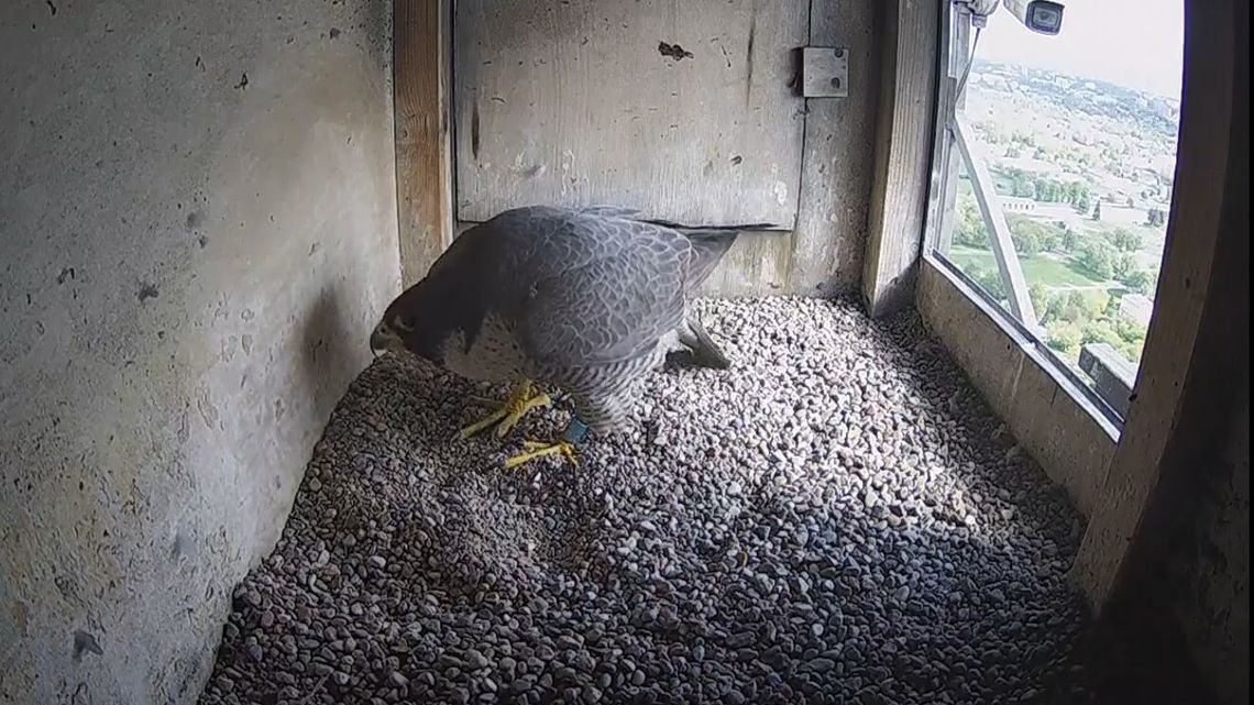 Wrotka zniknęła, przy gnieździe nowa sokolica. Skąd jest Ziuta? Wrotka zniknęła, przy gnieździe nowa sokolica. Skąd jest Ziuta?