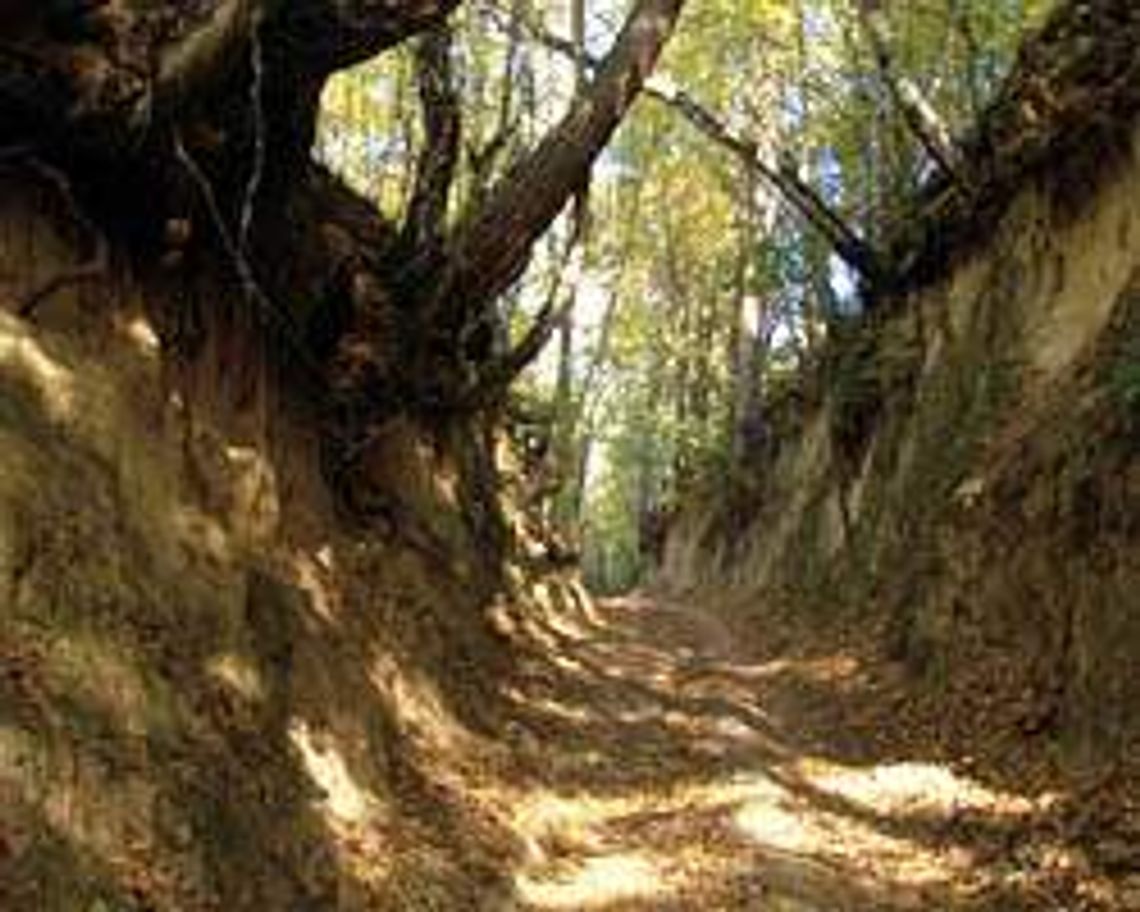 Wrzelowiecki Park Krajobrazowy (nr 51) - 0 głosów