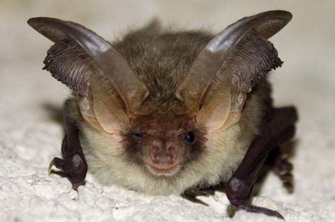 Wścieklizna już nie straszy. Alarm odwołany