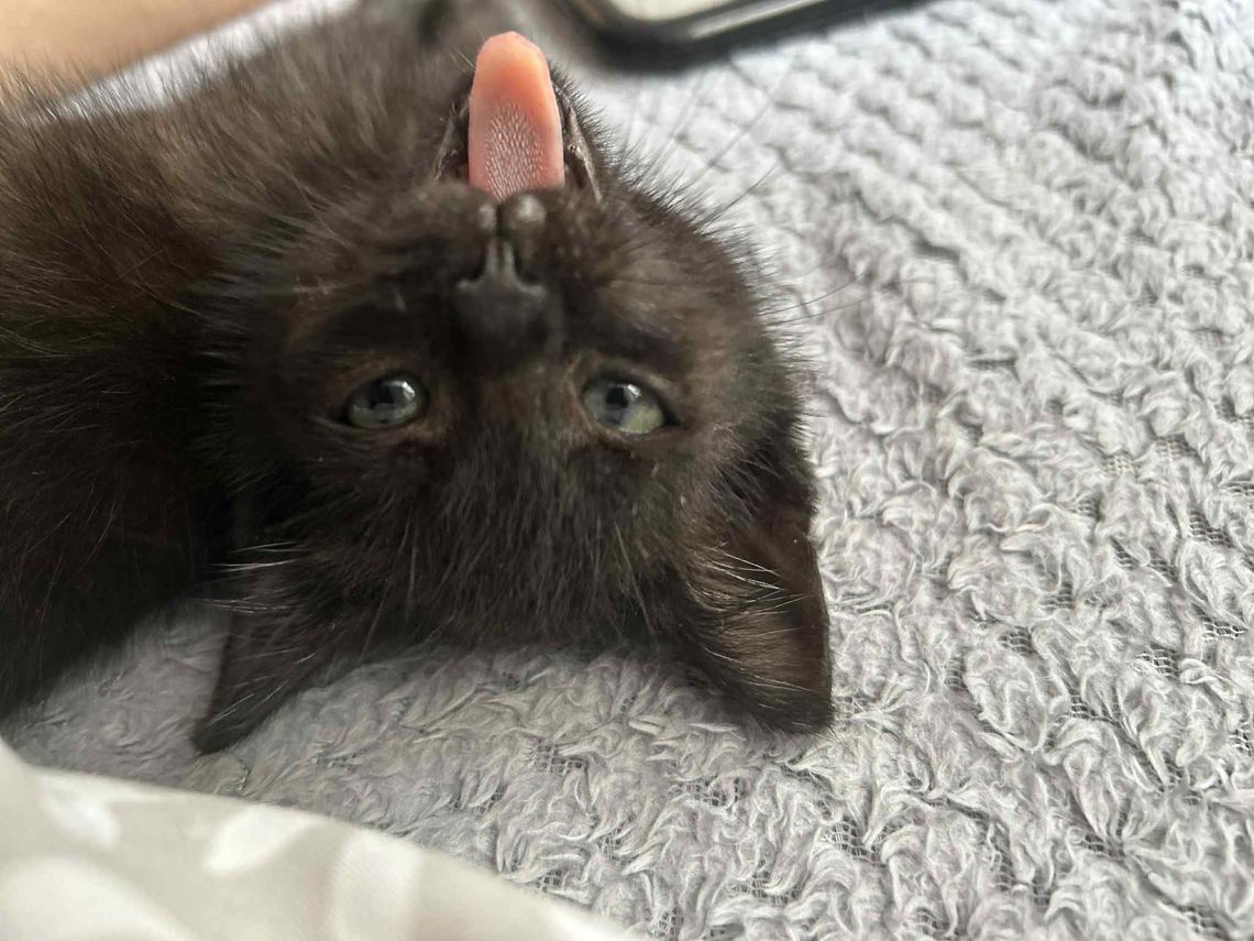 Kot wścieklizna szczepienia