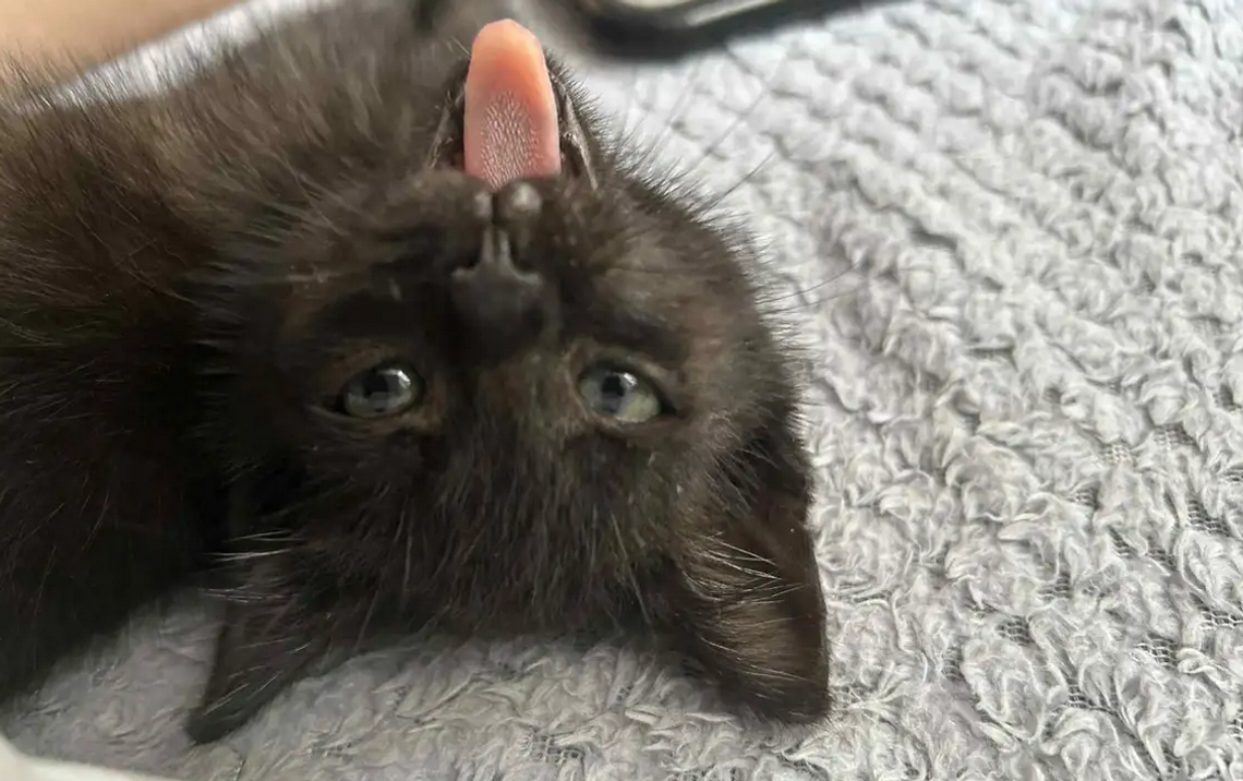 Wścieklizna u kota na Lubelszczyźnie. Zwierzę ugryzło właściciela Wścieklizna u kota na Lubelszczyźnie. Zwierzę ugryzło właściciela