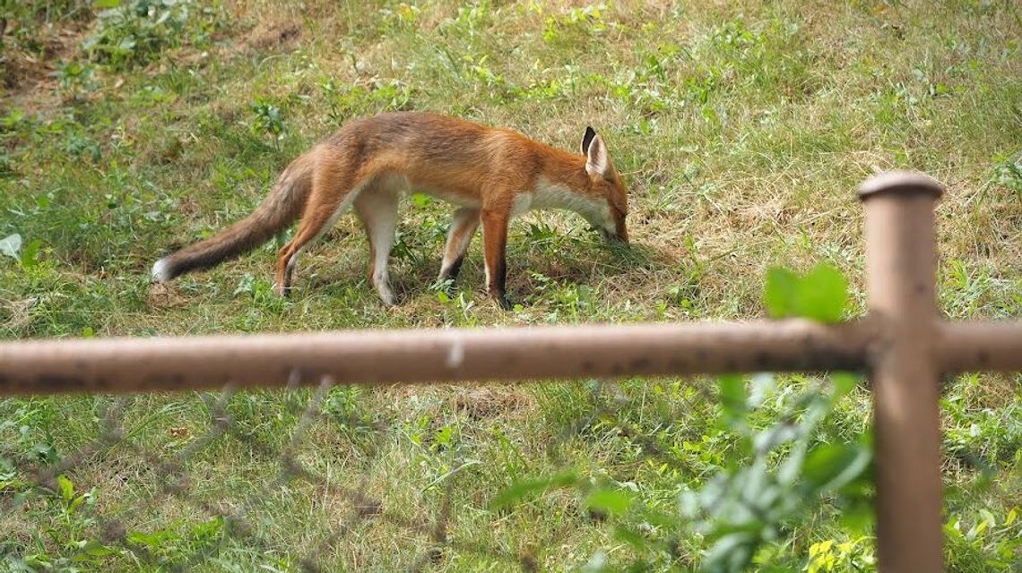 Wścieklizna w Lubelskiem. Zakazy i nakazy nie tylko w powiecie ryckim