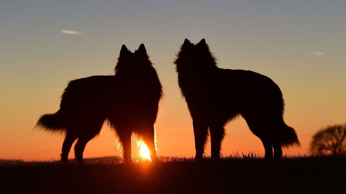 Wścieklizna w natarciu. Wykryto przypadek u psa