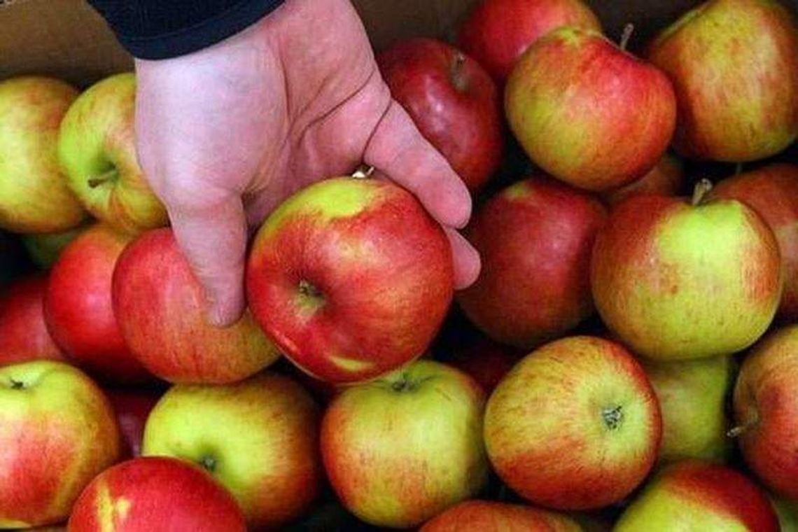 Wsparcie dla rolników: 450 zł za hektar kapusty, 800 zł za jabłka