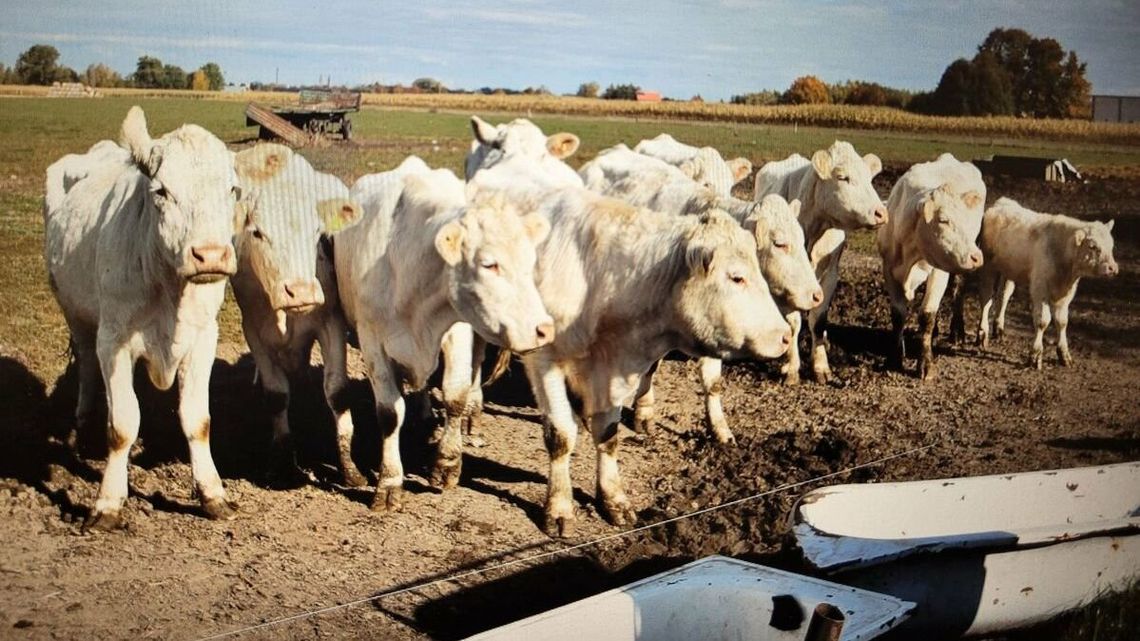 Wstrząsający widok w gospodarstwie. Padłe krowy w oborze, na podwórku i pastwisku Wstrząsający widok w gospodarstwie. Padłe krowy w oborze, na podwórku i pastwisku