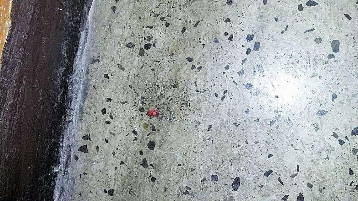 Wszy, odcięty kawałek palca, groźby? Co się działo na koloniach? "Atmosfera była napięta, wezwano policję"