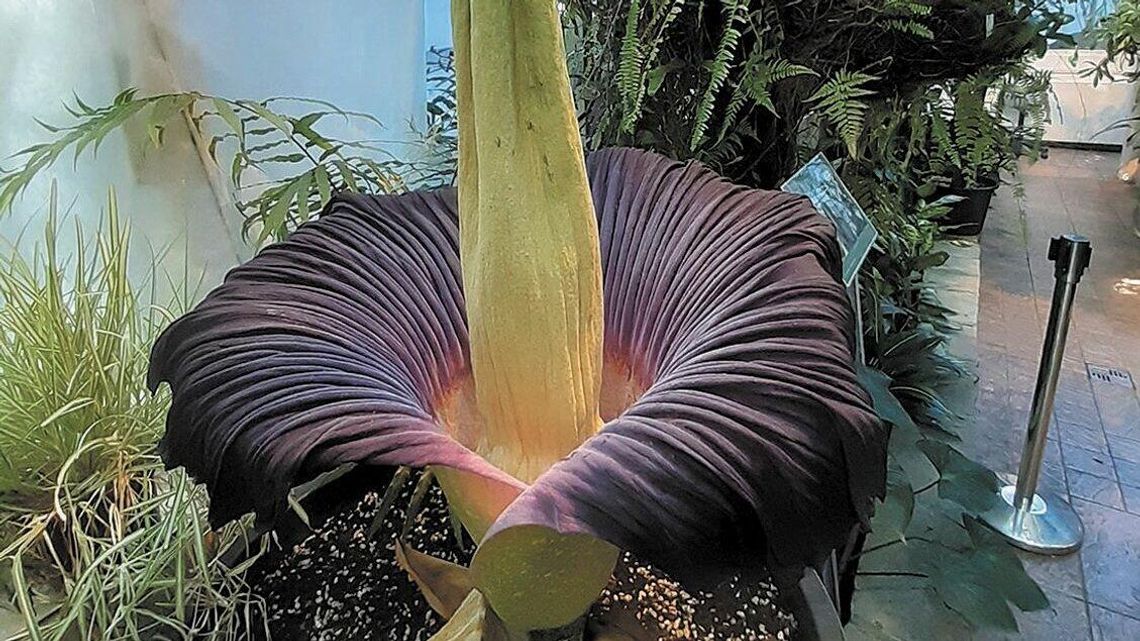 Wszyscy chcieli zobaczyć i poczuć dziwidło olbrzymie Wszyscy chcieli zobaczyć i poczuć dziwidło olbrzymie