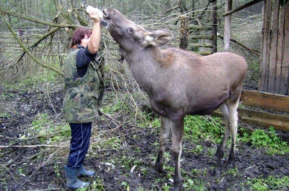 Wszyscy nasi dzicy podopieczni: Łosie, koziołki, dziki i sarny