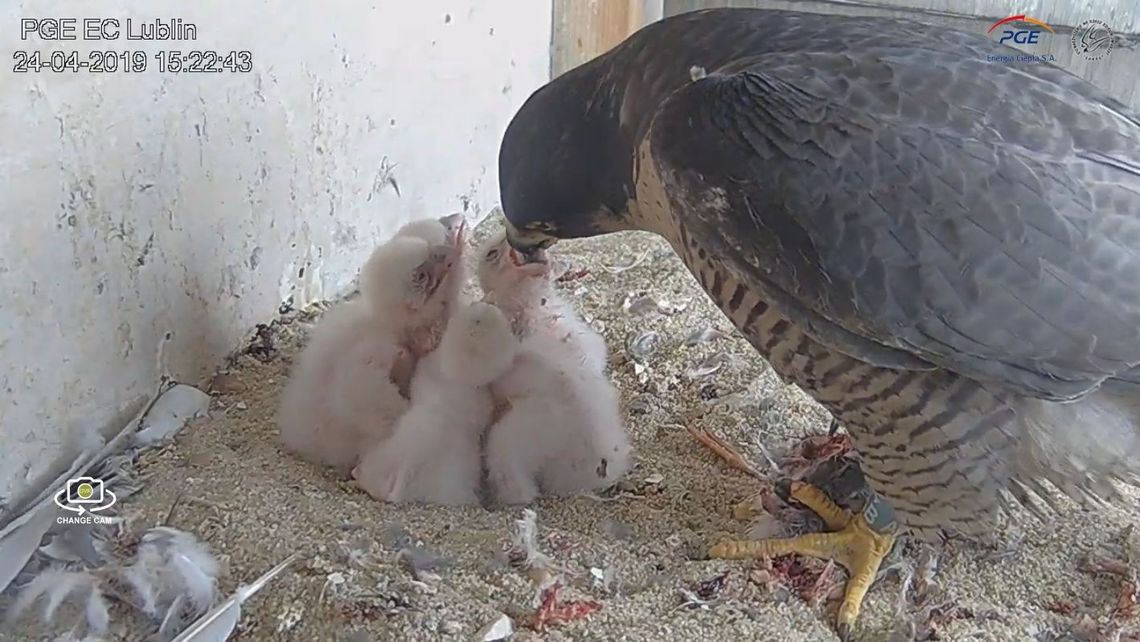 Wszystkie młode sokoły z Lublina już się wykluły. Konkurs na imię dla samicy [wideo]