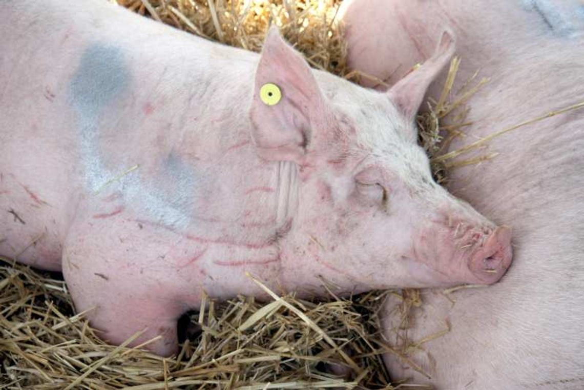 Wszystkie świnie dostały zabawki Wszystkie świnie dostały zabawki