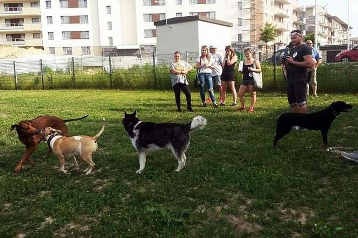 Wszystko dla psa i właściciela. Piknik kynologiczny na Czechowie