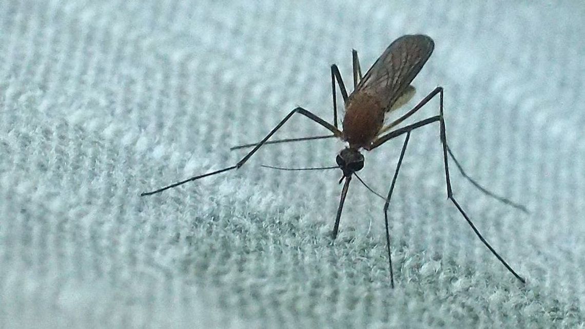 Wszystko o komarach. Jak poradzić sobie z nimi domowymi sposobami?