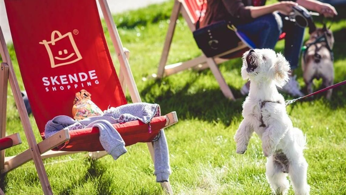 Wszystko o szczeniakach w SKENDE Wszystko o szczeniakach w SKENDE