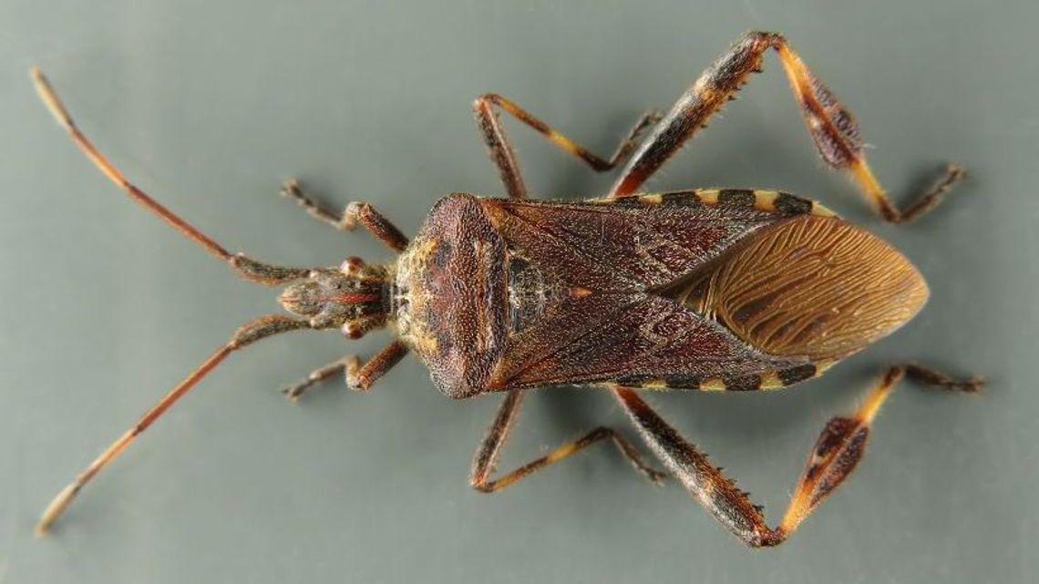 Wtyk amerykański: brzydko pachnie i właśnie włazi do naszych domów