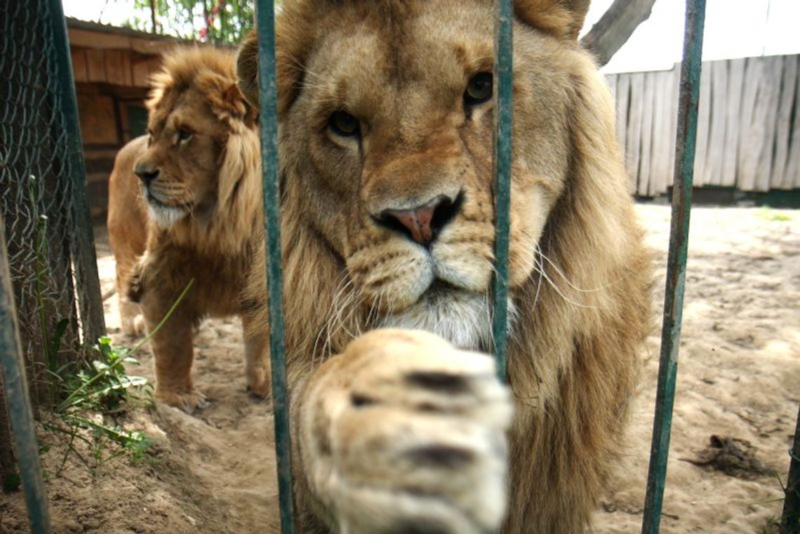 Wybieg dla lwów w ogródku: Simba i Alex żyją koło Wojciechowa (wideo)