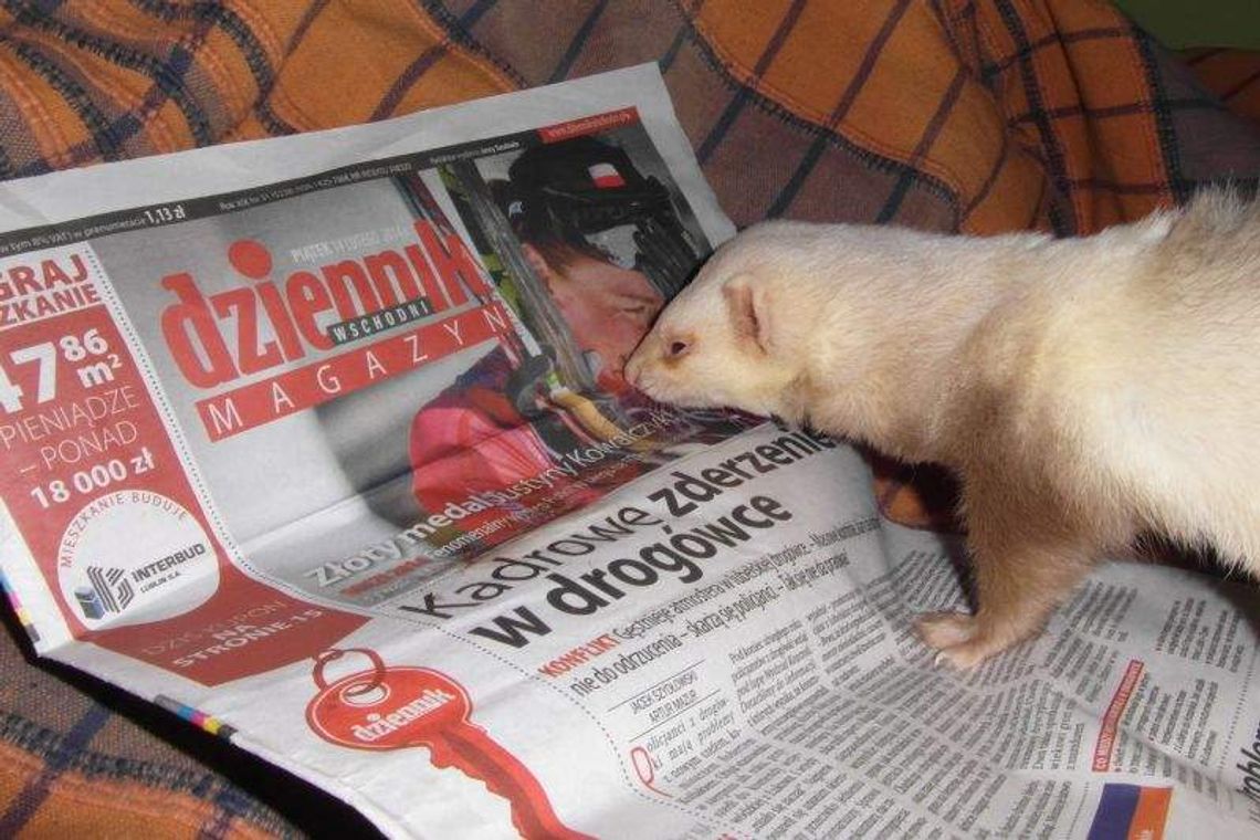 Wybieramy najsympatyczniejsze Zwierzaki 2014