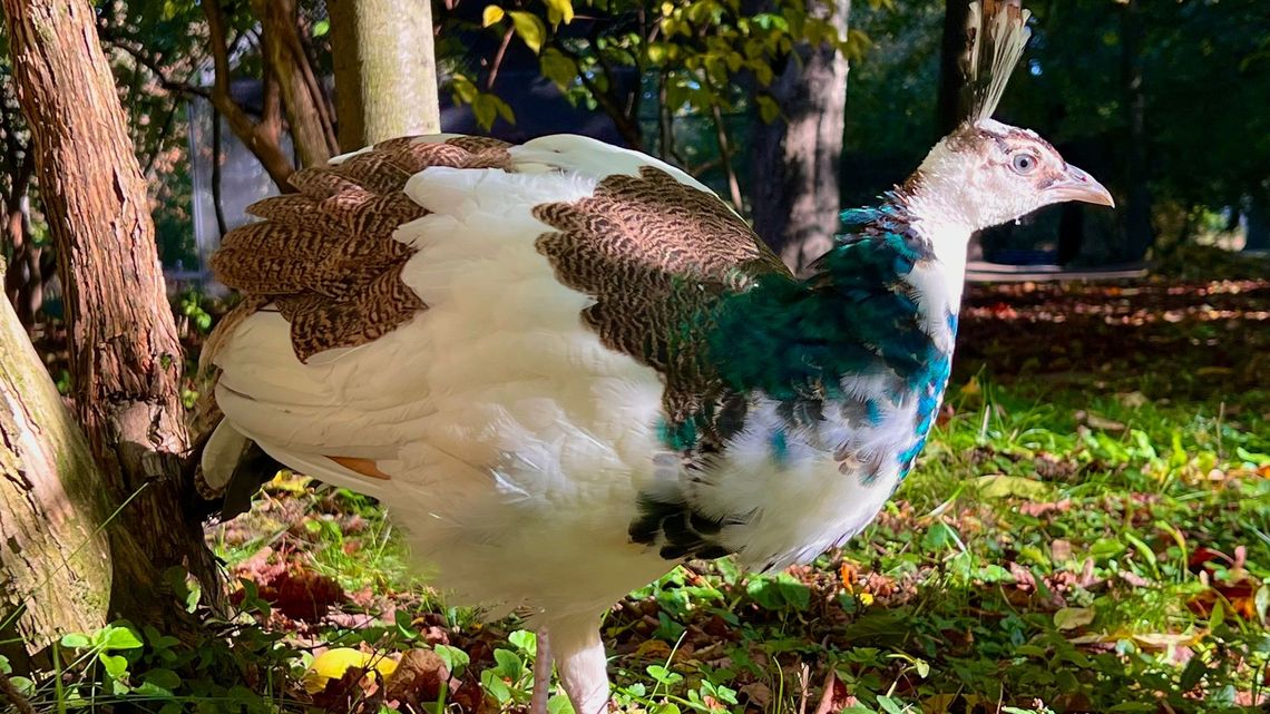 Wybierz imię dla pisklęcia z Ogrodu Saskiego. Pierwszy paw od lat 