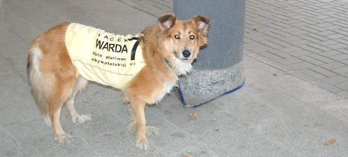 Wybory 2010: Samoloty, psy, plakaty, czyli jak promują się kandydaci