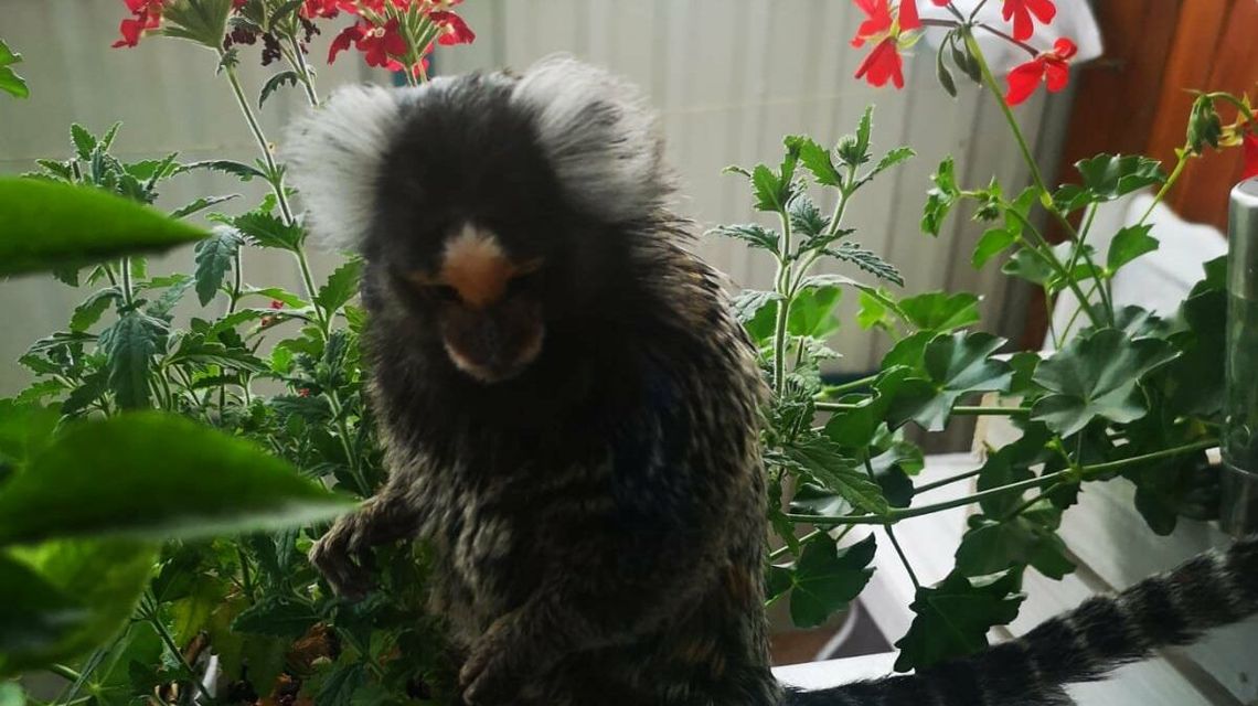 Wychodzisz na balkon, a tam taka niespodzianka. Nietypowy gość wpadł w odwiedziny [zdjęcia]