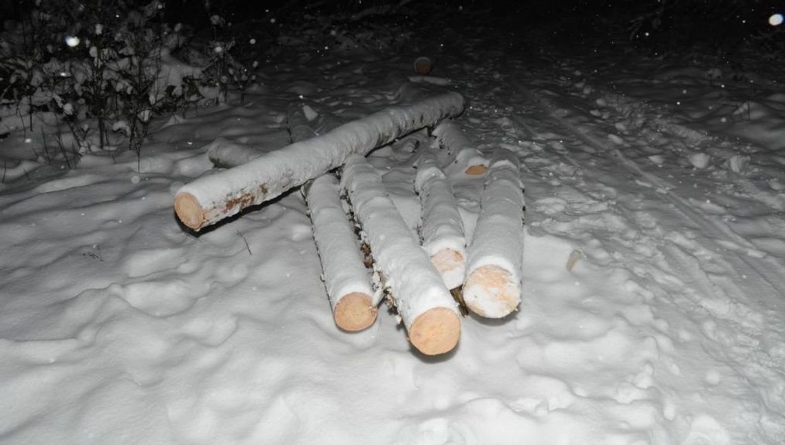 Wyciął drzewa na nieswojej działce, grozi mu 5 lat więzienia Wyciął drzewa na nieswojej działce, grozi mu 5 lat więzienia