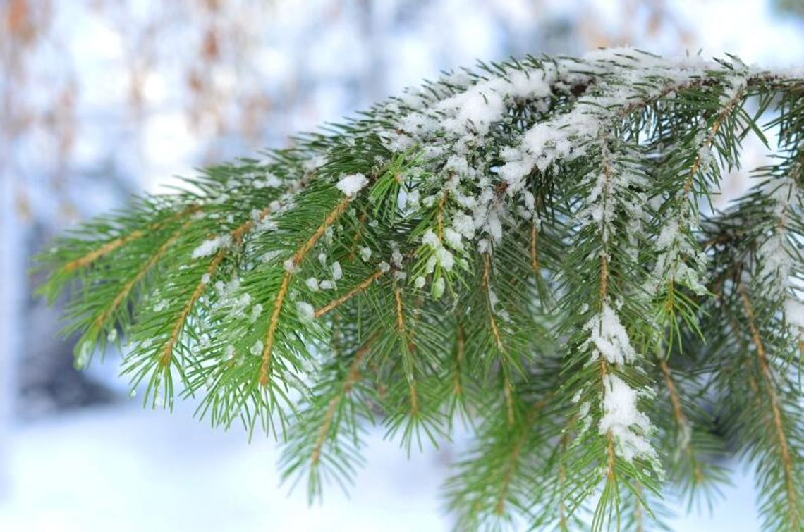Wyciął drzewko i niósł przez 6 km. Dzielnicowy trafił do niego po śladach Wyciął drzewko i niósł przez 6 km. Dzielnicowy trafił do niego po śladach