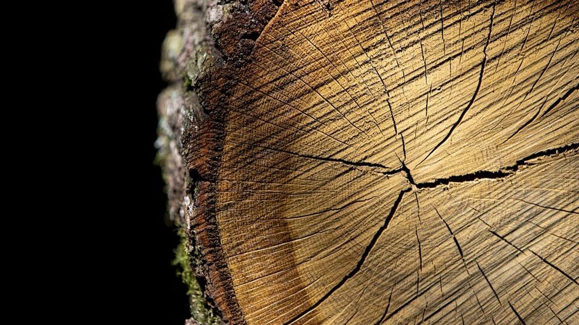 Wycięcie pomnika przyrody. Posłanka dopytuje kto, zgodnie z prawem powinien ponieść karę