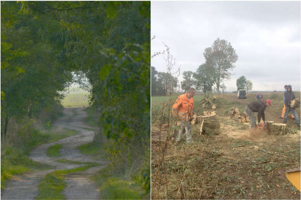 Wycięli 200-letnie akacje bez zgody konserwatora. Sprawa trafi do prokuratury? Wycięli 200-letnie akacje bez zgody konserwatora. Sprawa trafi do prokuratury?