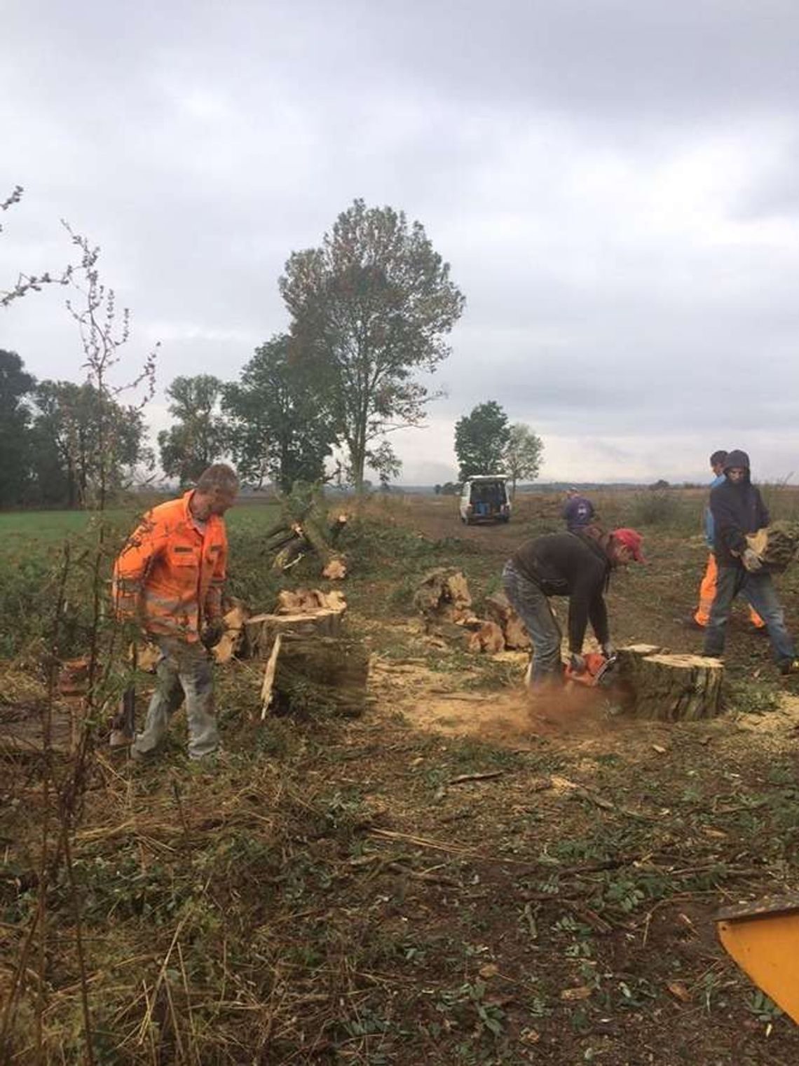 Wycięli 200-letnie drzewa. Kto jest winny? Wycięli 200-letnie drzewa. Kto jest winny?