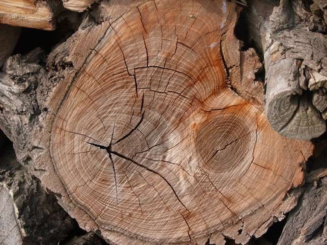 Wycięli drzewo, muszą zapłacić 20 tys. zł kary Wycięli drzewo, muszą zapłacić 20 tys. zł kary