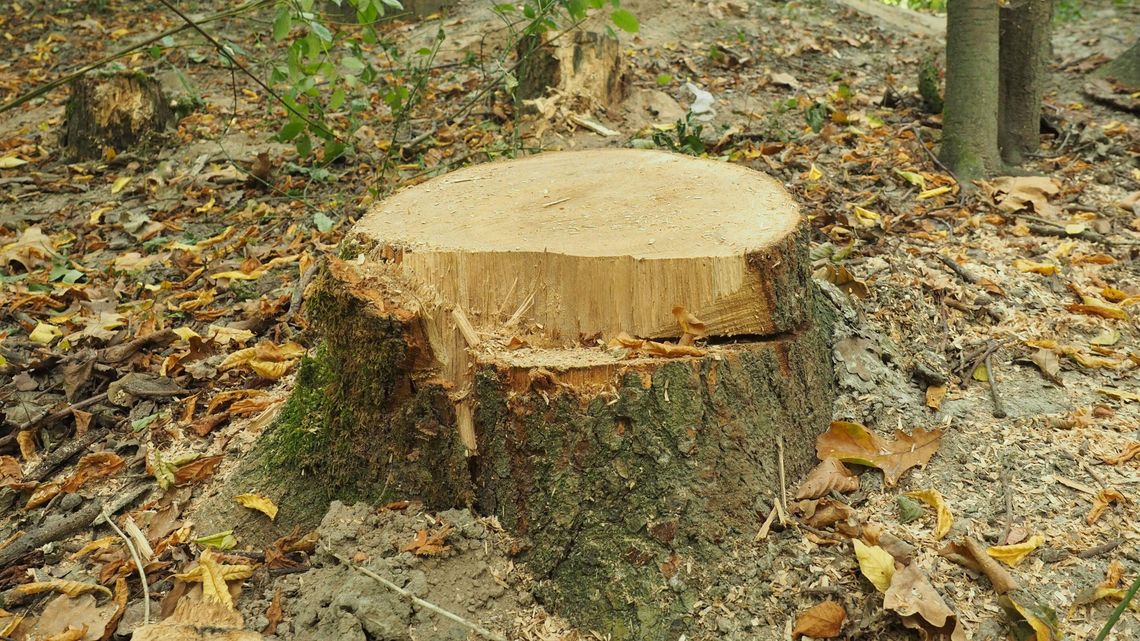 Wycięli "przez przypadek" pomnik przyrody. Prokurator: brak znamion czynu zabronionego Wycięli "przez przypadek" pomnik przyrody. Prokurator: brak znamion czynu zabronionego