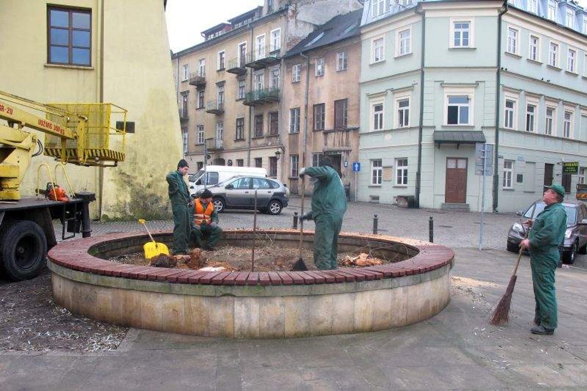 Wycięli starą wierzbę z pl. Rybnego. "Nie było dla niej szans. Posadzimy nowe drzewa" Wycięli starą wierzbę z pl. Rybnego. "Nie było dla niej szans. Posadzimy nowe drzewa"