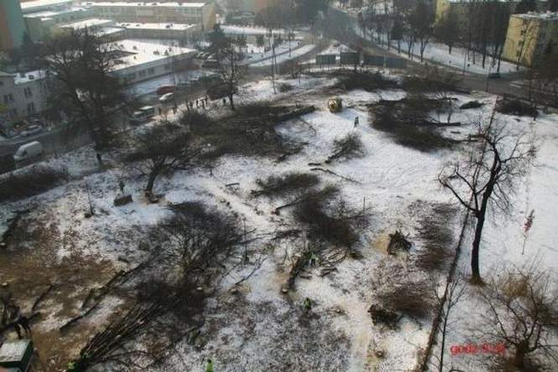 Wycięto wszystkie drzewa. Śledczy: Nie ma za co karać Wycięto wszystkie drzewa. Śledczy: Nie ma za co karać