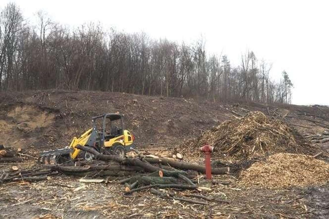 Wycinają 1,7 tys. drzew. Przebudowa skrzyżowania al. Solidarności z ul. Ducha