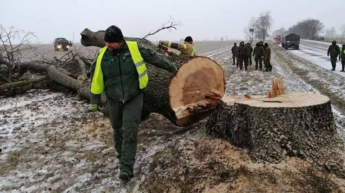 Wycinają drzewa ku chwale Ojczyzny. „Suchy opał z trasy 816 trafia prosto nad Bug!” Wycinają drzewa ku chwale Ojczyzny. „Suchy opał z trasy 816 trafia prosto nad Bug!”