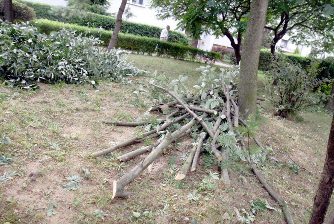 Wycinają drzewa na Czubach, ale mają zezwolenie Wycinają drzewa na Czubach, ale mają zezwolenie