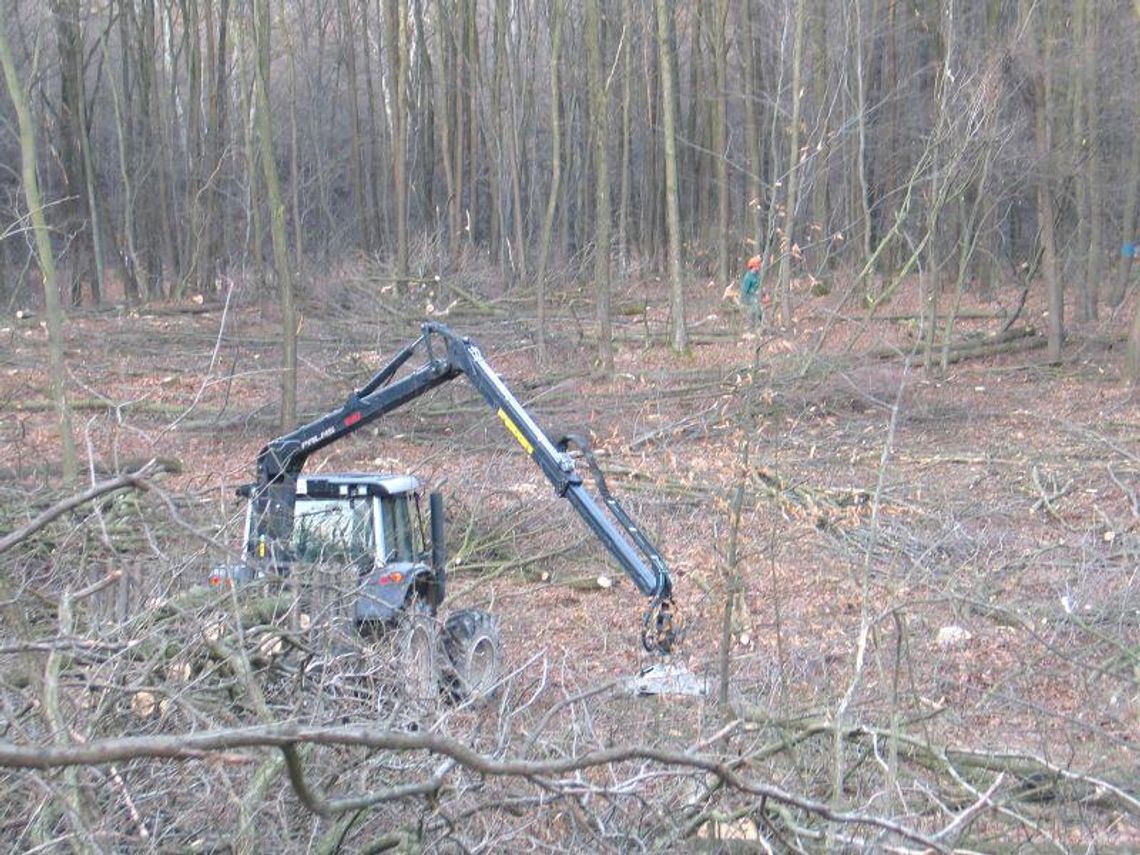 Wycinają las, stok w Kumowej Dolinie będzie większy