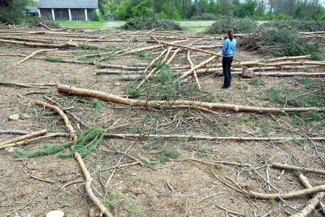 Wycinają las, żeby zasadzić... las. "W ewidencji gruntów jest to grunt rolny" Wycinają las, żeby zasadzić... las. "W ewidencji gruntów jest to grunt rolny"