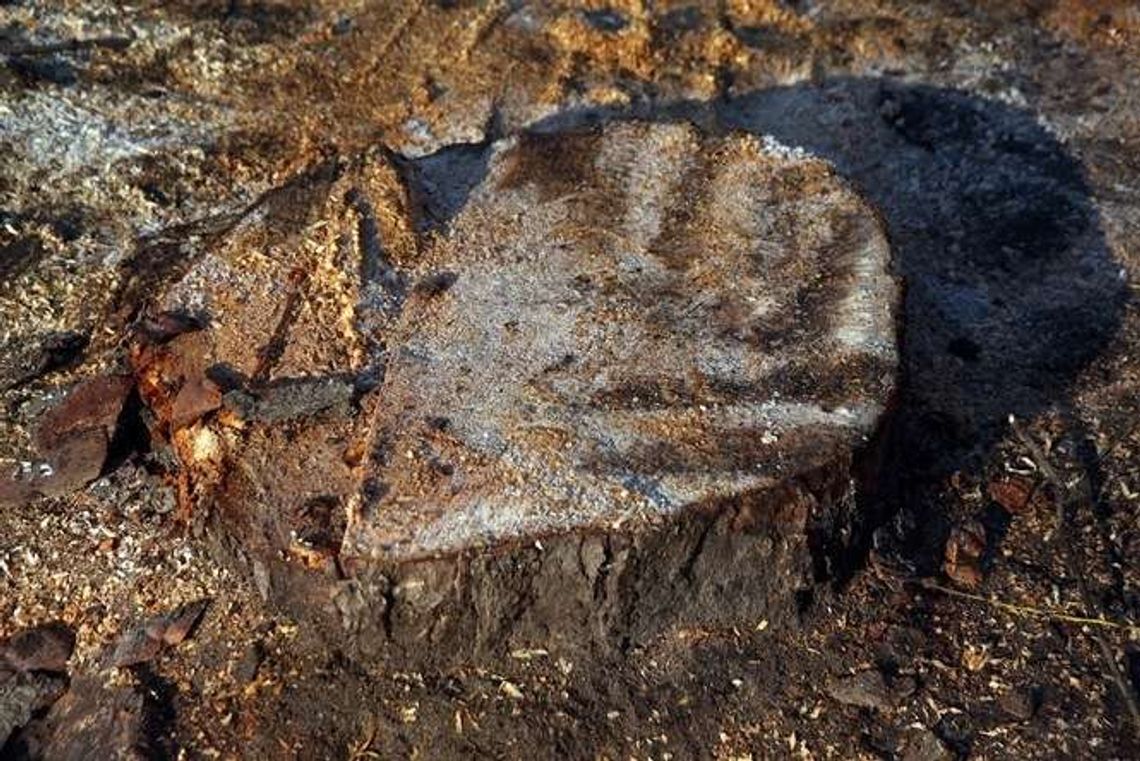 Wycinał drzewo na swojej posesji. Zginął przygnieciony konarem Wycinał drzewo na swojej posesji. Zginął przygnieciony konarem