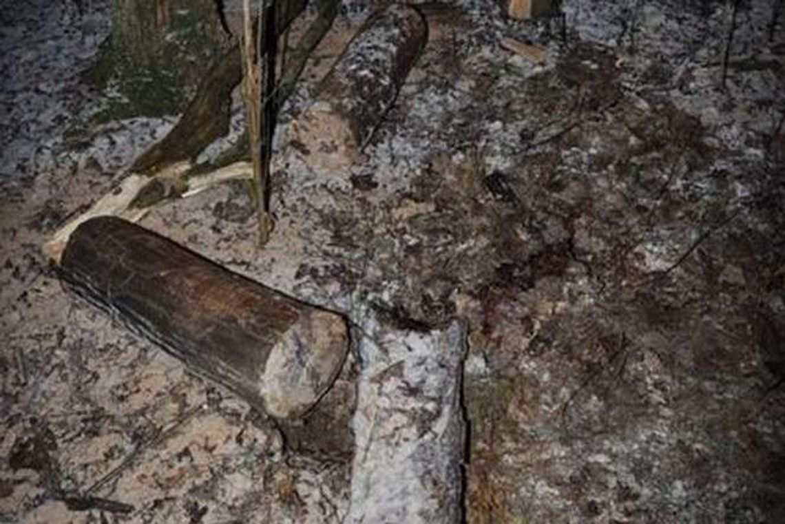 Wycinał drzewo, spadł na niego konar. 59-latek zmarł